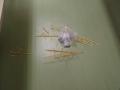 img013.jpeg.small.jpeg