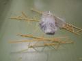 img014.jpeg.small.jpeg