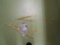 img016.jpeg.small.jpeg