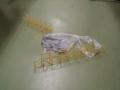 img038.jpeg.small.jpeg