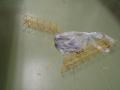 img041.jpeg.small.jpeg