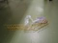 img064.jpeg.small.jpeg