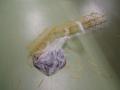 img066.jpeg.small.jpeg