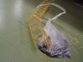 img067.jpeg.small.jpeg