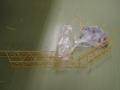 img068.jpeg.small.jpeg