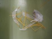 img015.jpeg.small.jpeg