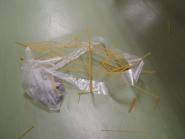 img016.jpeg.small.jpeg