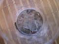 img007.jpeg.small.jpeg